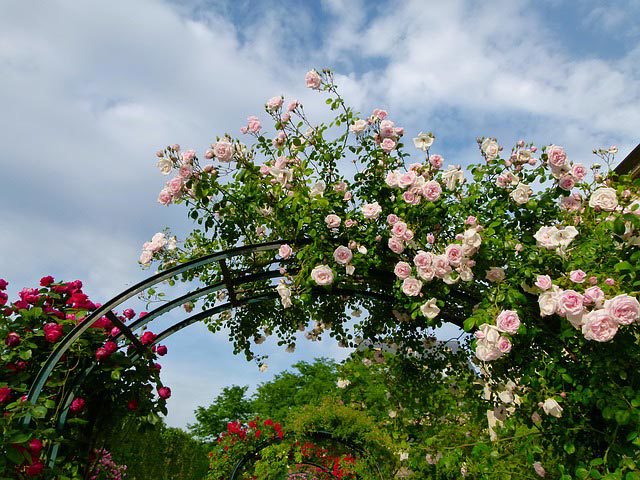 trellis flowers. alert1 medical alert systems
